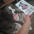 Dutch philip bandit and ace