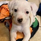 Ivory Snow Huskey
