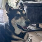 Charlie Girl
