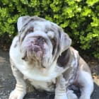 Chubbs