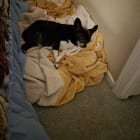 Charlie