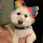 Sulley