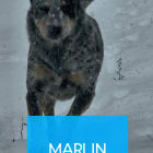 Marlin