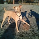 Bree and Duke