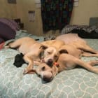 Bree and Duke