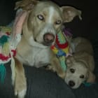 Bree and Duke