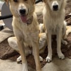 Chase and Ellie