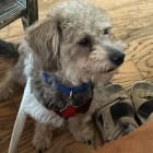 Peanut