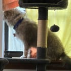 Peanut