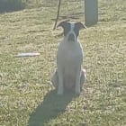 Deeohgee  DOG