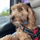 Odie