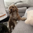 Mr Pickles
