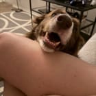 Mr Pickles