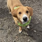 Scooby