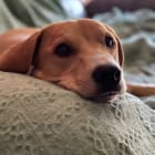 Scooby