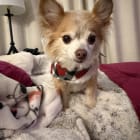 Winnie and Chip