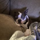 Ruffus