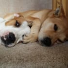 Best Friends