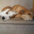 Best Friends