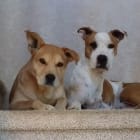 Best Friends