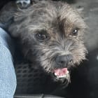 Scruffy