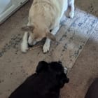 Roscoe
