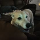Roscoe