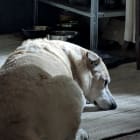 Roscoe