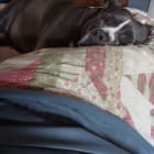 Daisy Mae