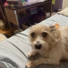 Rosie
