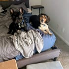 Cooper and Zorro