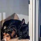 Cooper and Zorro