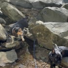 Cooper and Zorro