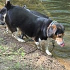 Cooper and Zorro