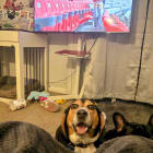 Cooper and Zorro