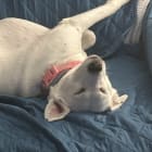 NellieBelle
