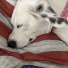 NellieBelle