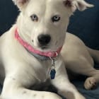 NellieBelle