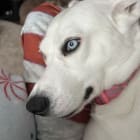 NellieBelle