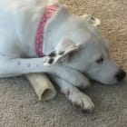 NellieBelle