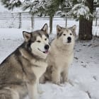Akira from Moonsong Malamute Rescue