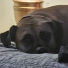 Xena