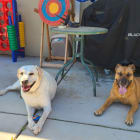Jesse and Copper