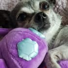 Booboo