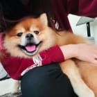 Kobi