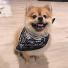 Kobi