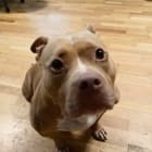 Penny