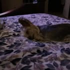 Gizmo