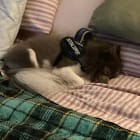Gizmo