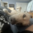 Gracie